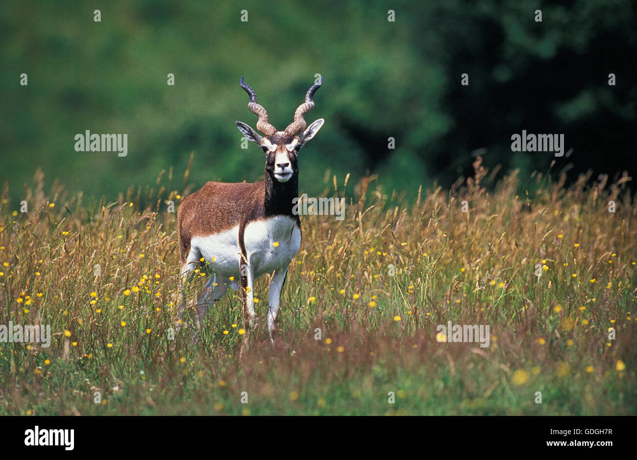 Antilope cervicapra, Antilope Blackbuck, homme dans la longue herbe Banque D'Images