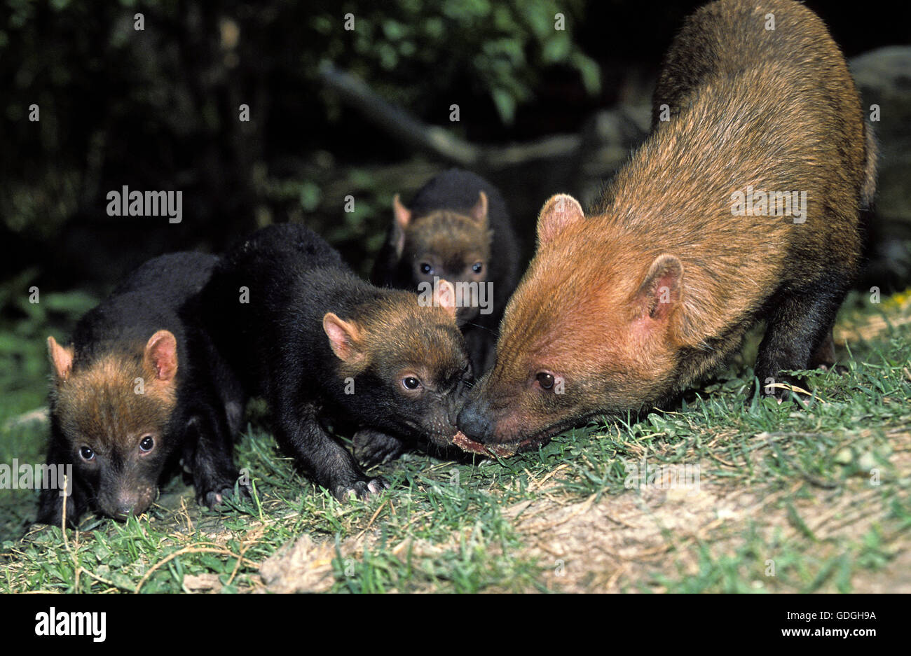 Chien de Bush ou du vinaigre Fox, Speothos venaticus, Mère avec Cub Banque D'Images
