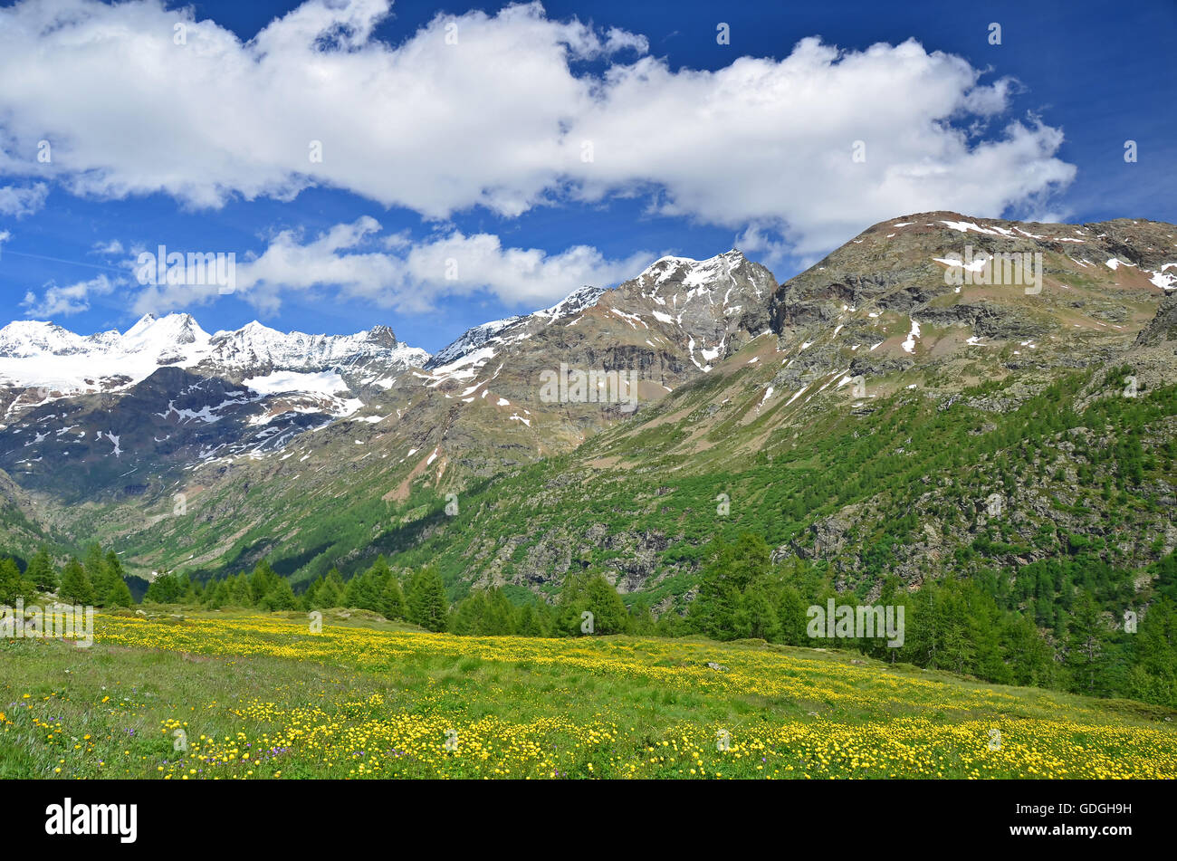 La haute montagne à la tête de la Vallée de Valpelline à proximité de la Suisse avec les pâturages alpins en fleurs au-dessus de Aoste,Italie Banque D'Images