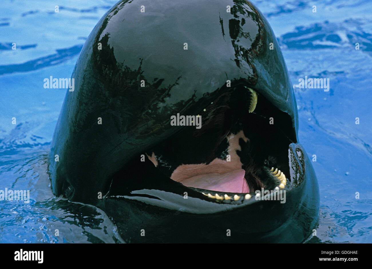 Long-Finned Pilot Whale globicephala, un méléna, des profils avec la bouche ouverte Banque D'Images