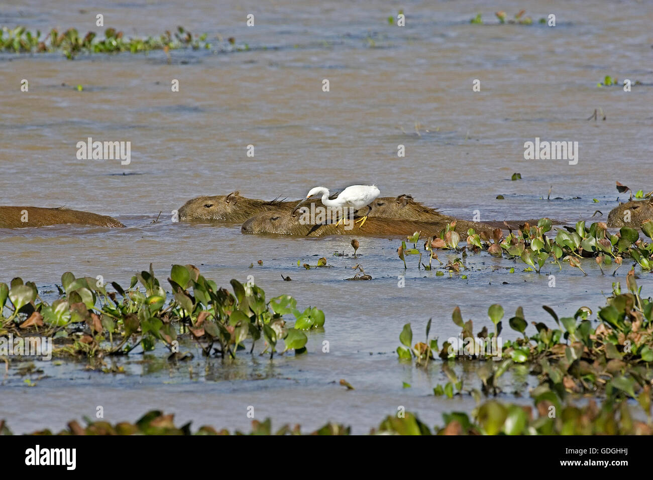 Hydrochoerus hydrochaeris capybara, avec grande aigrette, Egretta alba, Los Lianos au Venezuela Banque D'Images