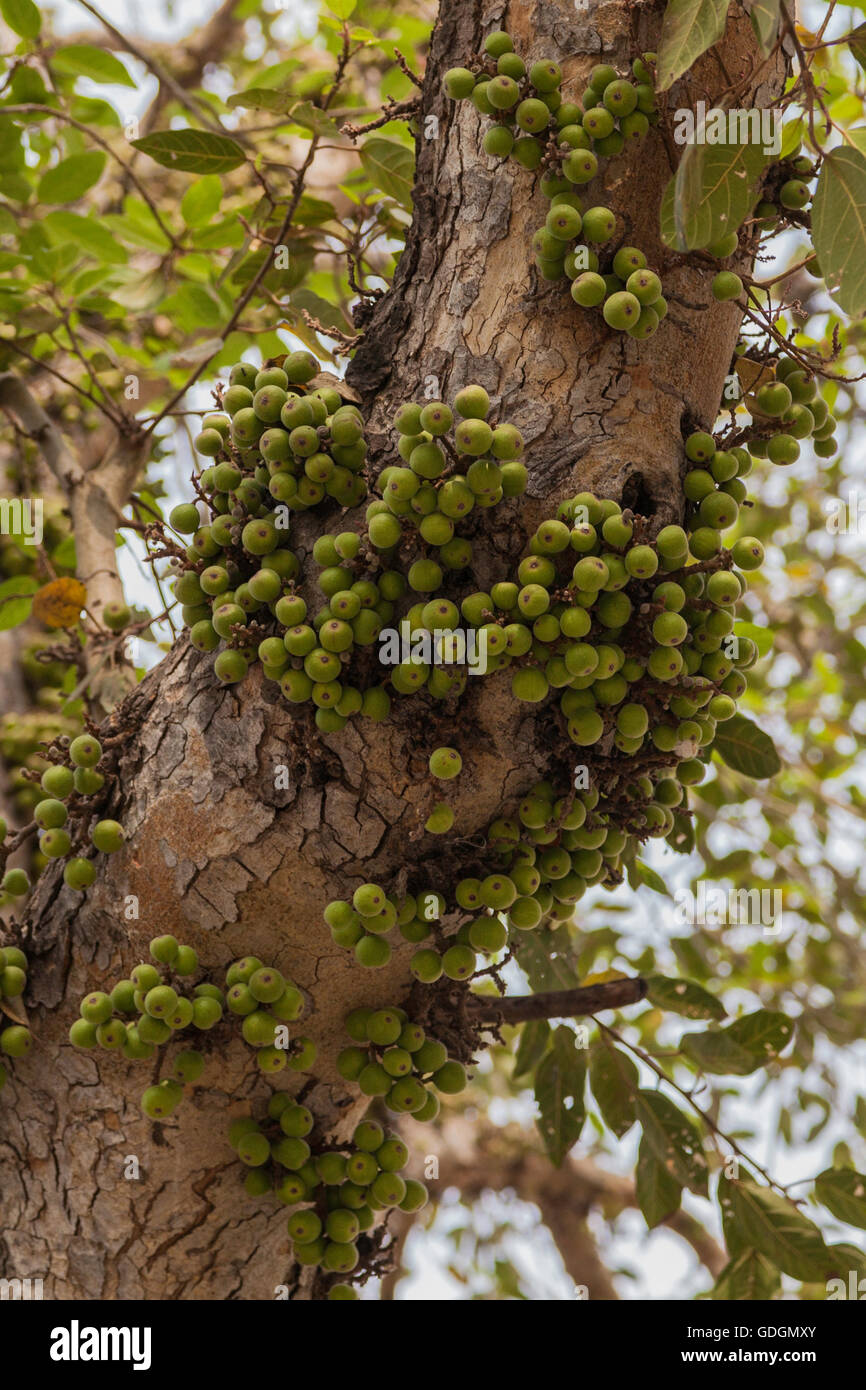 Un cluster de figues poussant sur un figuier en Inde Banque D'Images