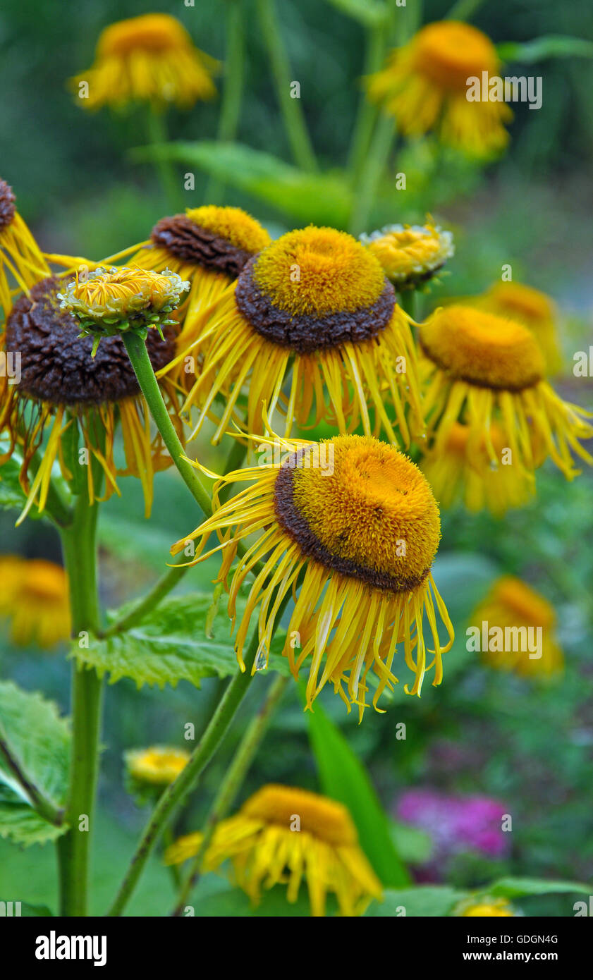 Belles fleurs échinacée jaune doré en fin de floraison Banque D'Images