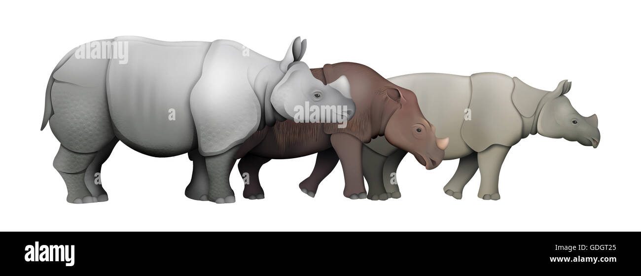 Espèces de rhinocéros d'Asie Banque D'Images