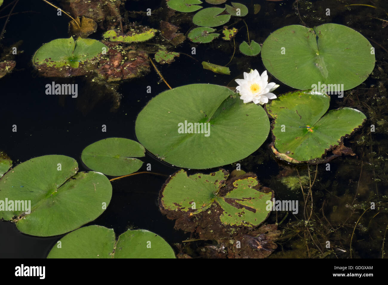 Nénuphars et une seule blossom flottant sur le Lac Blanc à Whitehall, au Michigan. Banque D'Images