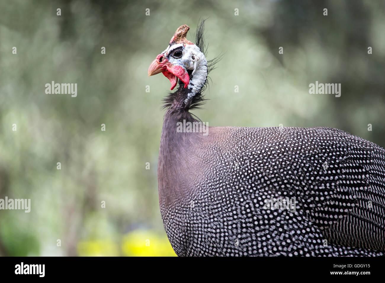 Budva, Monténégro - Une pintade de Numidie (Numida meleagris) Banque D'Images