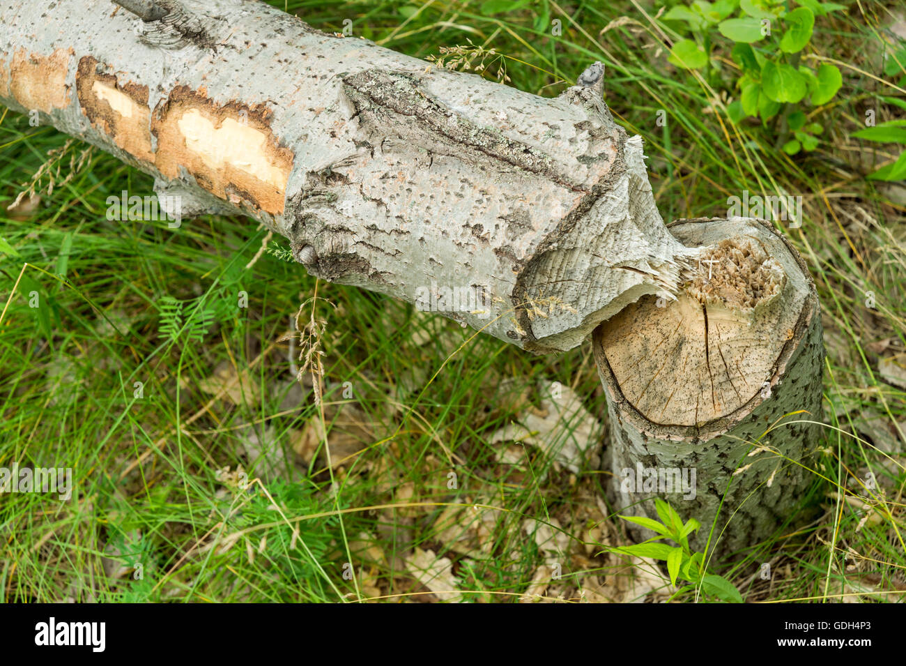 Arbre abattu par les castors près de Montréal, Canada Banque D'Images