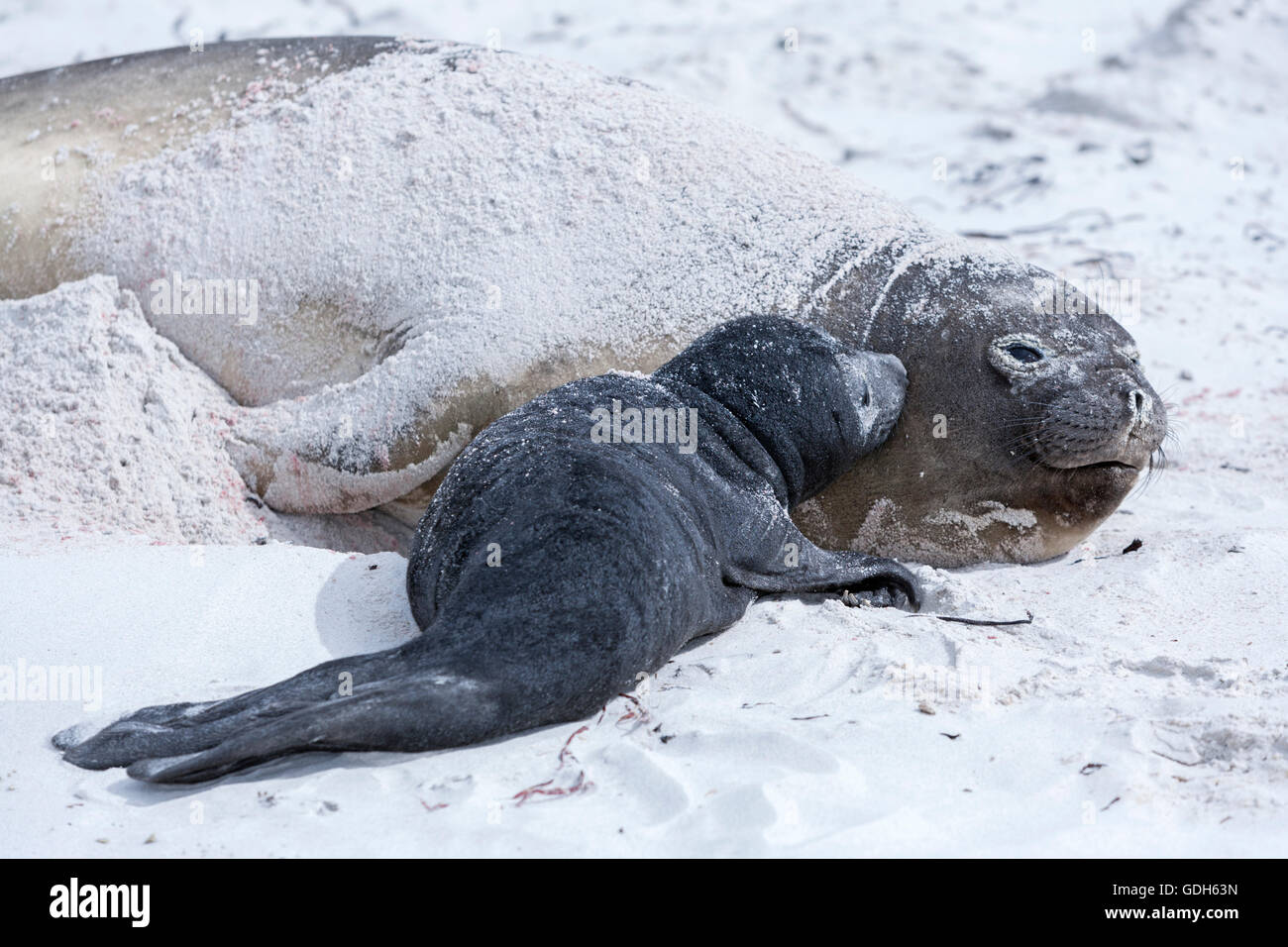 Lion de mer avec pup, sea lion island, îles Falkland Banque D'Images