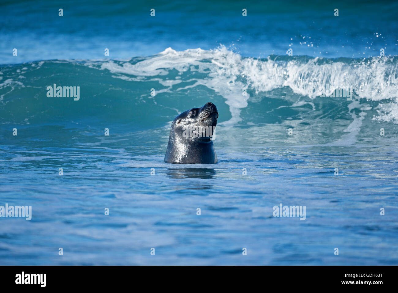 Un lion de mer du Sud (Otaria flavescens) natation, l'Atlantique Sud, îles Falkland Banque D'Images