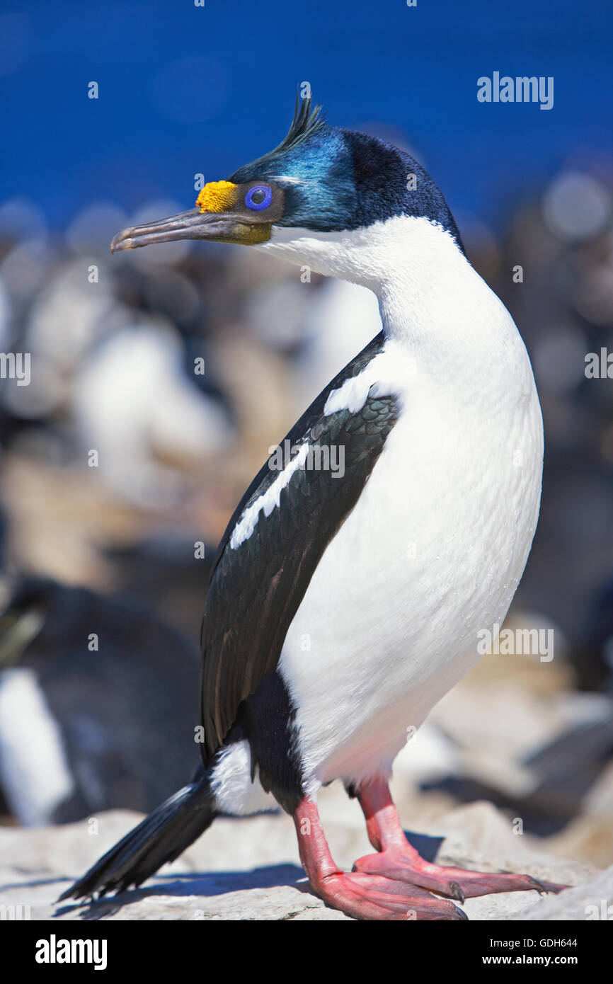 Cormoran impérial, king shag (leucocarbo atriceps) sur des rochers, l'île de sea lion, îles Falkland, l'atlantique sud Banque D'Images