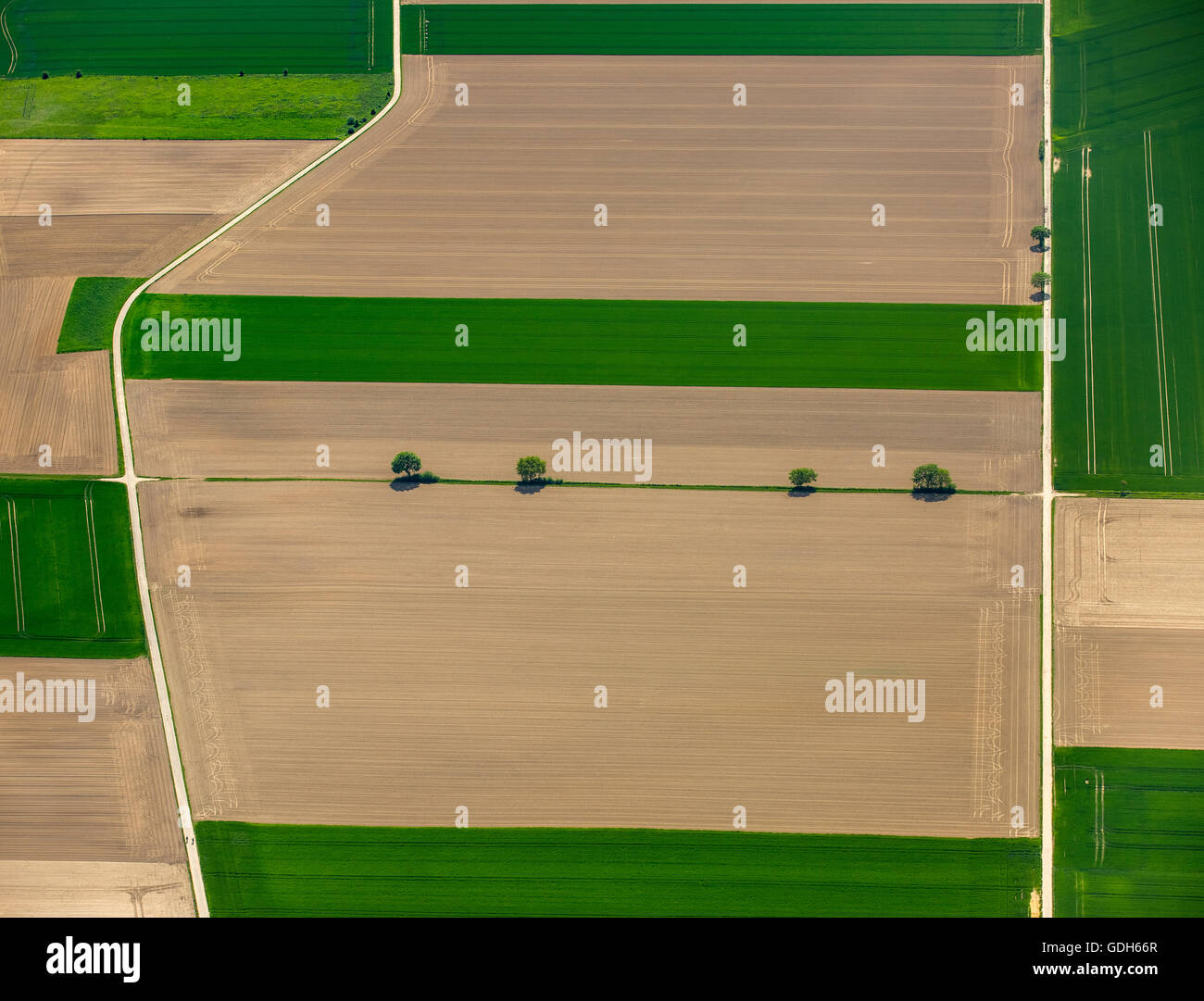 Vue aérienne, les champs de maïs, Neuss, Bas-rhin, Rhénanie du Nord-Westphalie, Allemagne Banque D'Images