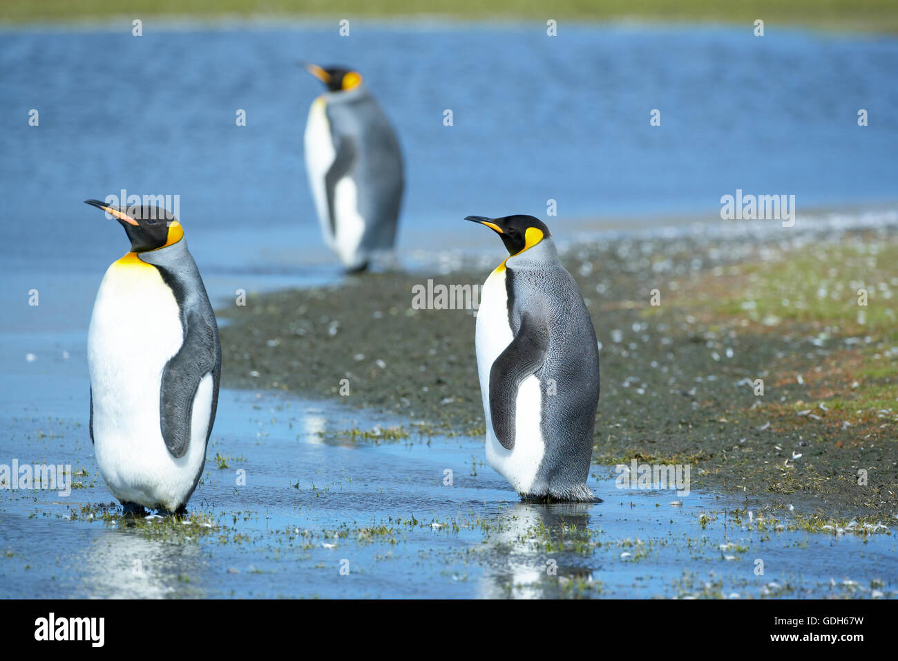 Trois manchots royaux (Aptenodytes patagonicus) debout dans l'eau, point de bénévoles, East Falkland, îles Falkland Banque D'Images