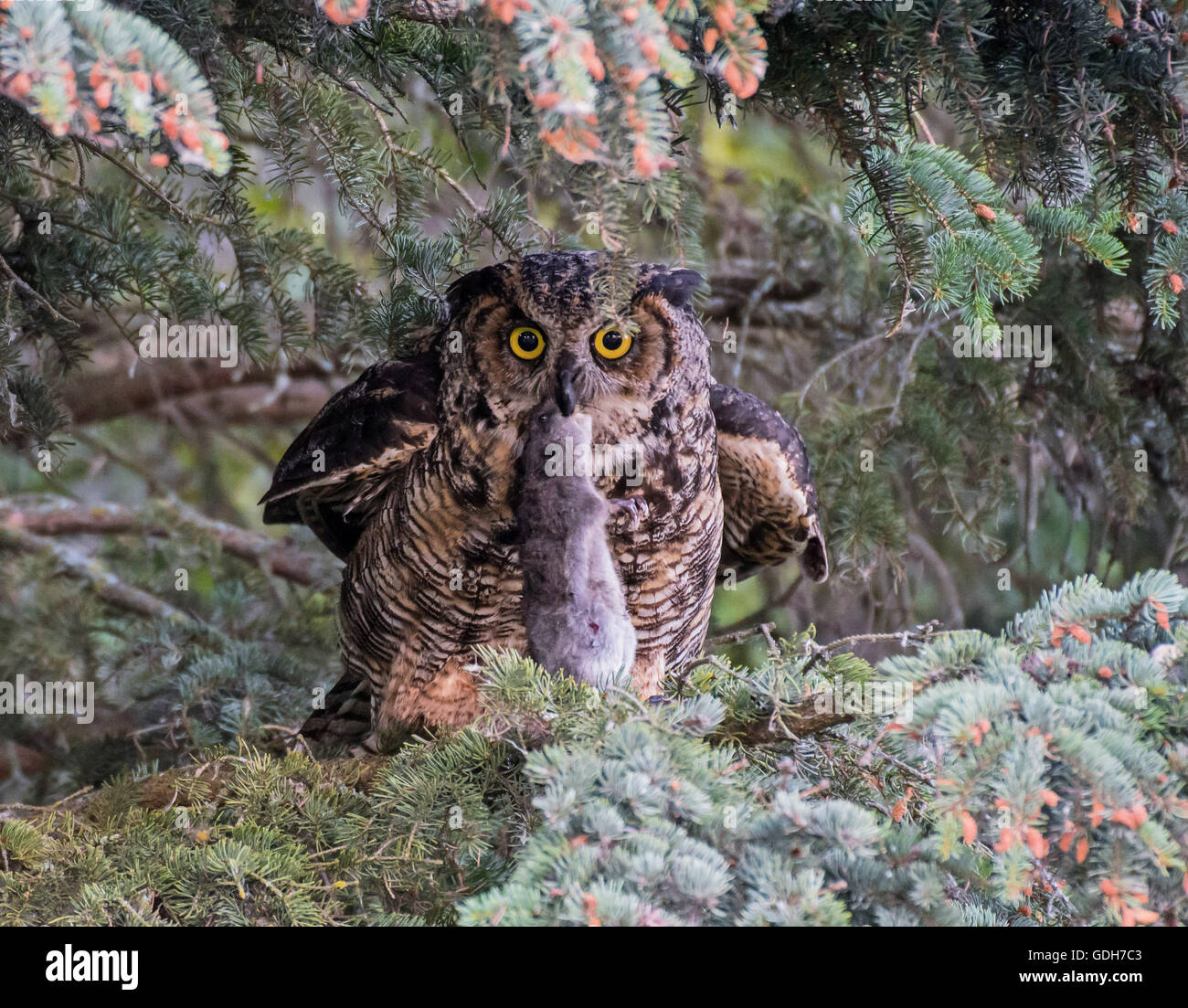 Grand Duc D Ancien Avec Un Nouveau Bebe Pris Le Rat Musque Photo Stock Alamy Grand Duc D Ancien Avec Un Nouveau Bebe Pris Le Rat Musque Photo Stock Alamy