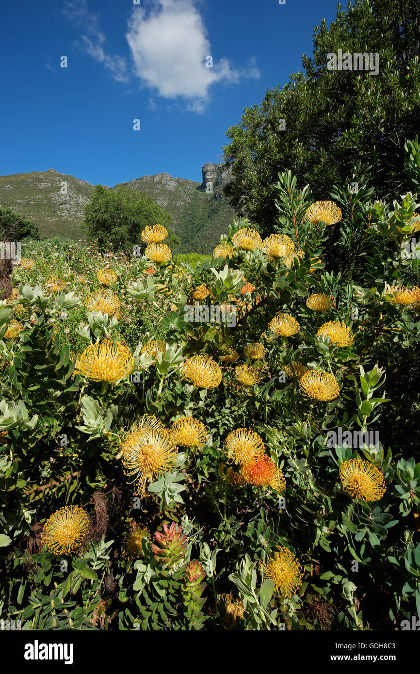 Des fleurs colorées dans le jardin botanique de Kirstenbosch Gardens, Cape Town, Afrique du Sud Banque D'Images