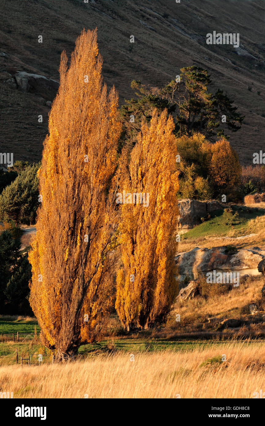 L'automne (automne) Paysage aux arbres colorés, Afrique du Sud Banque D'Images