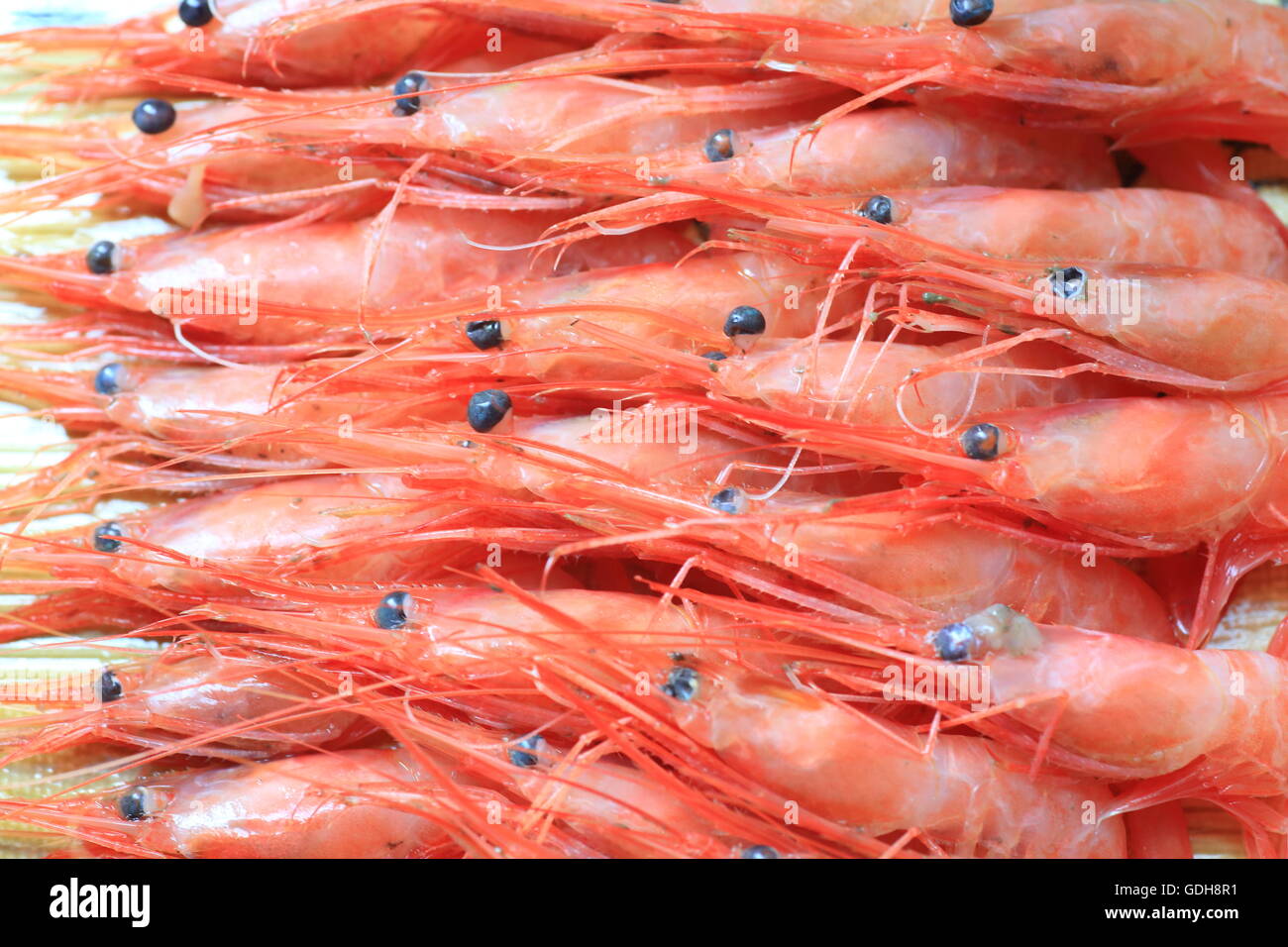 Rose d'Alaska la crevette (Pandalus eou) Banque D'Images