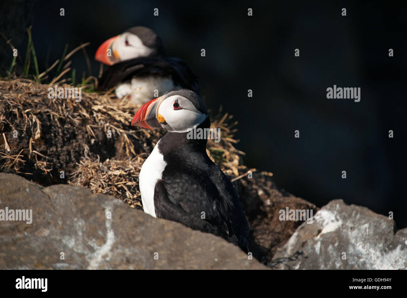 Islande : les macareux au promontoire de Dyrholaey, accueil d'une grande colonie de macareux, oiseaux de mer pélagiques avec un bec de couleur vive Banque D'Images