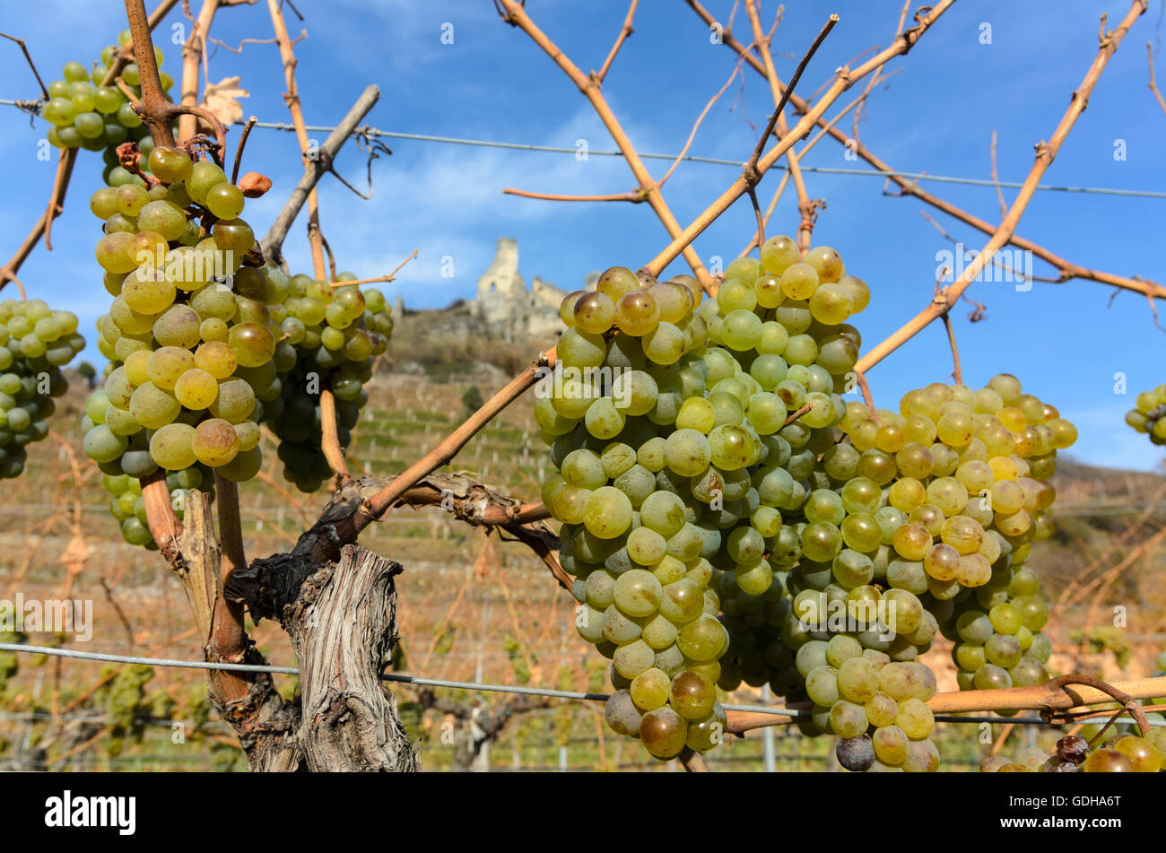 Senftenberg : la vigne, la vigne, la ruine du château Senftenberg, vignoble, l'Autriche, Niederösterreich, Autriche, Waldviertel Banque D'Images