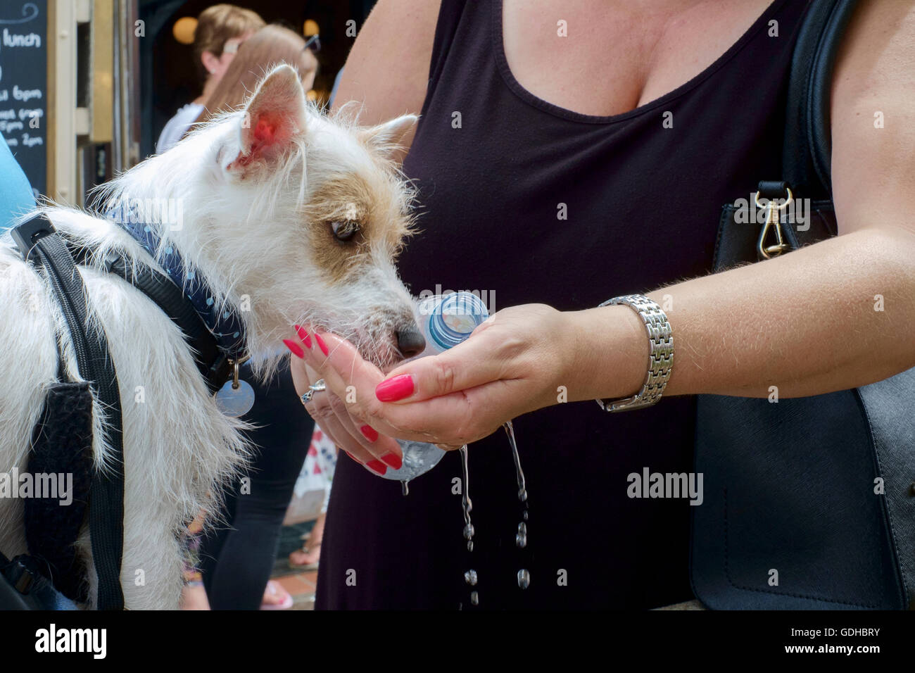 Un petit chien assoiffé est donné de l'eau de la bouteille à la main lors de beau temps chaud england uk Banque D'Images