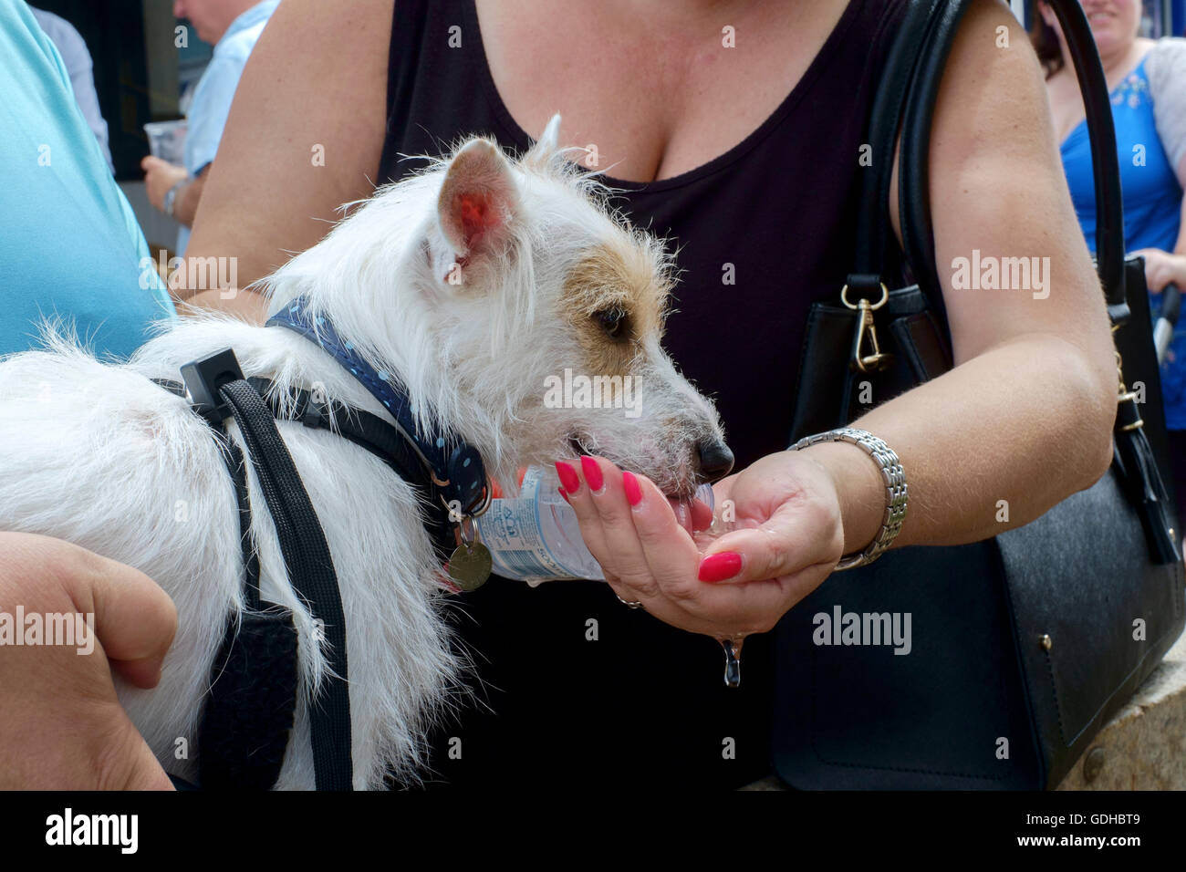 Un petit chien assoiffé est donné de l'eau de la bouteille à la main lors de beau temps chaud england uk Banque D'Images