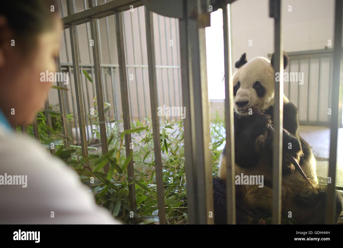 (160717) -- DUJIANGYAN, 17 juillet 2016 (Xinhua) -- Panpan, actuellement le plus vieux panda mâle vivant dans le monde, mange le bambou à la base de Dujiangyan Chine Conservation and Research Center for the Giant Panda dans le sud-ouest de la province chinoise du Sichuan, le 15 juillet 2016. Il y a huit pandas géants avec un âge au-dessus de 20 vivant à la base de Dujiangyan. Pour l'âge réel de panda géant est égal à quatre fois de celle des êtres humains, de sorte que l'âge de 20 ans est l'équivalent de 100 ans chez l'homme. La base de Dujiangyan, qui entreprend les travaux de contrôle et de prévention des maladies pour les pandas, agit aussi comme un Banque D'Images