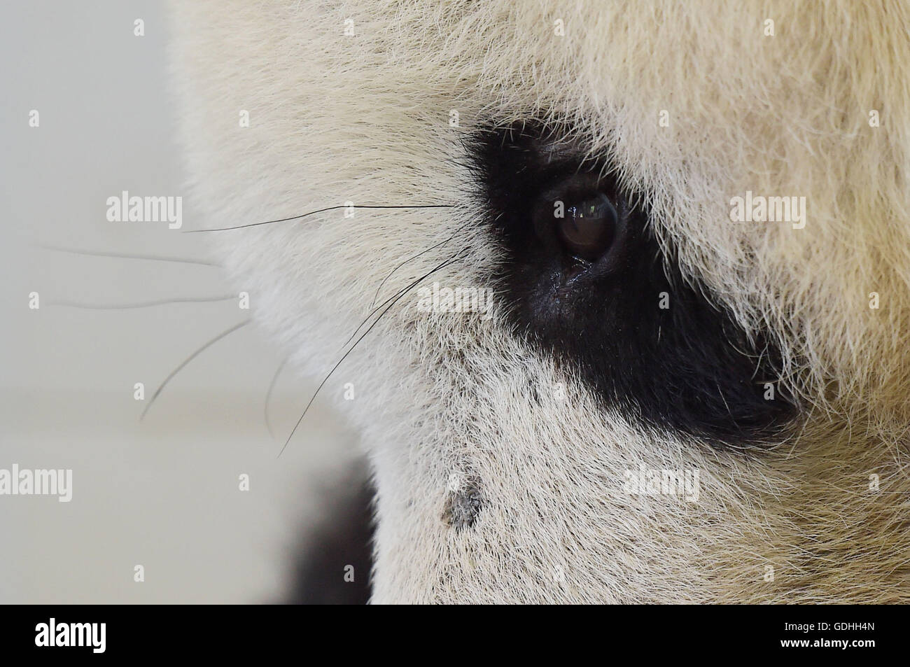 (160717) -- DUJIANGYAN, 17 juillet 2016 (Xinhua) -- Photo prise le 15 juillet 2016 montre de panda Yuanyuan à la base de Dujiangyan Chine Conservation and Research Center for the Giant Panda dans le sud-ouest de la province chinoise du Sichuan. Il y a huit pandas géants avec un âge au-dessus de 20 vivant à la base de Dujiangyan. Pour l'âge réel de panda géant est égal à quatre fois de celle des êtres humains, de sorte que l'âge de 20 ans est l'équivalent de 100 ans chez l'homme. La base de Dujiangyan, qui entreprend les travaux de contrôle et de prévention des maladies pour les pandas, agit également comme une maison de soins infirmiers pour personnes âgées pandas. (X Banque D'Images