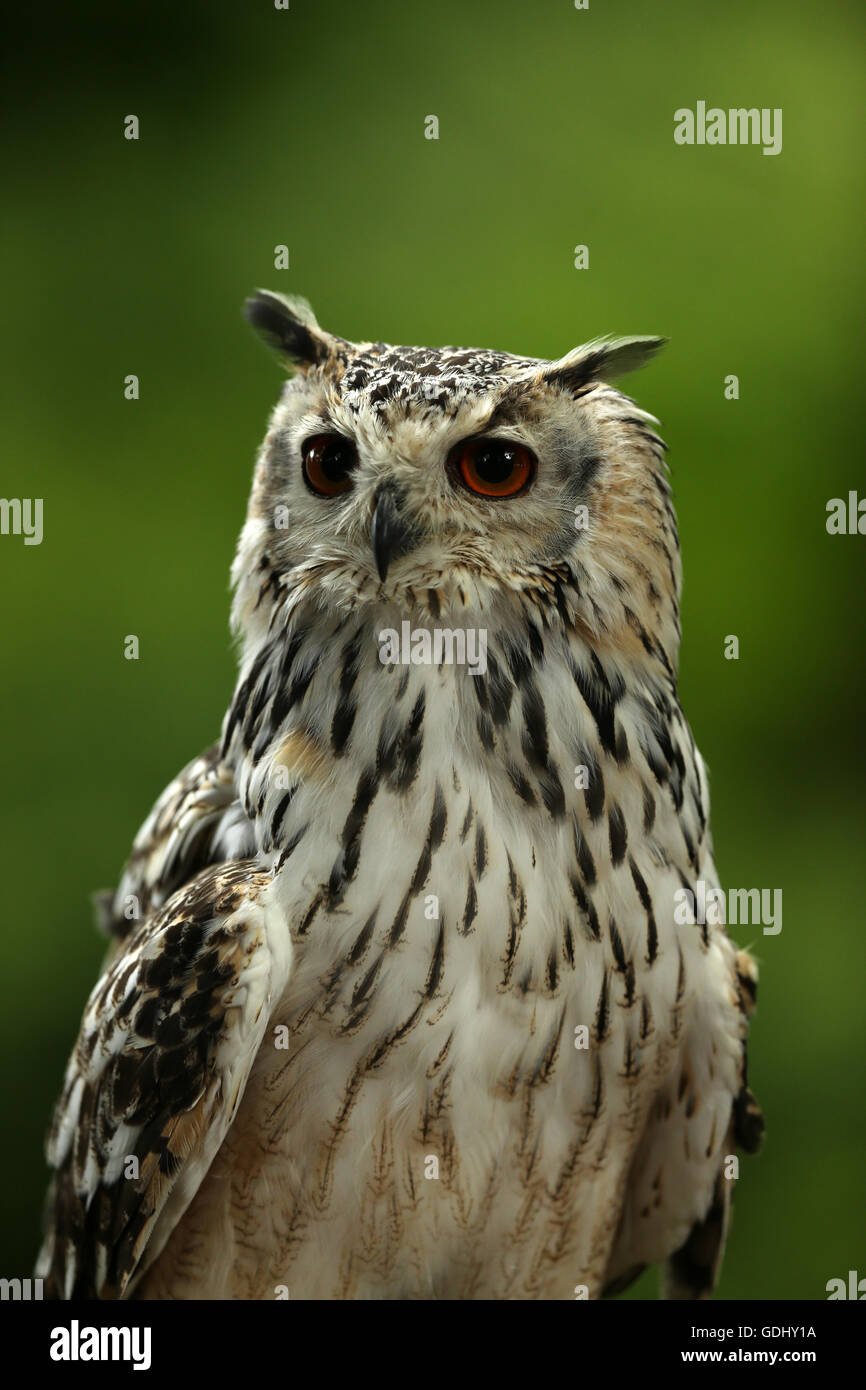 Close up portrait of an Eagle Owl Banque D'Images