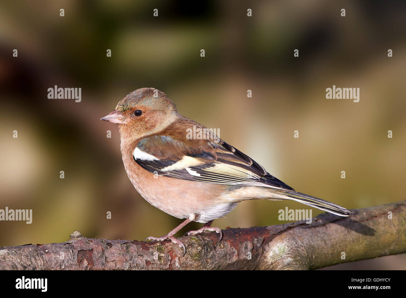 Chaffinch commun assis sur une branche avec la végétation dans l'arrière-plan Banque D'Images
