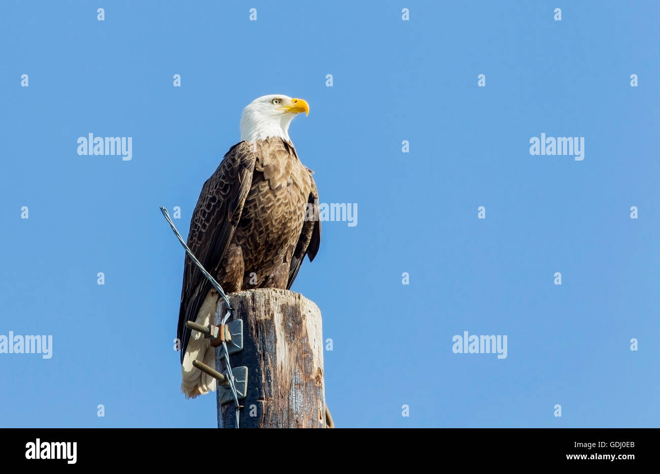 Des profils American Bald Eagle (Haliaeetus leucocephalus) adulte debout sur poteau télégraphique Banque D'Images
