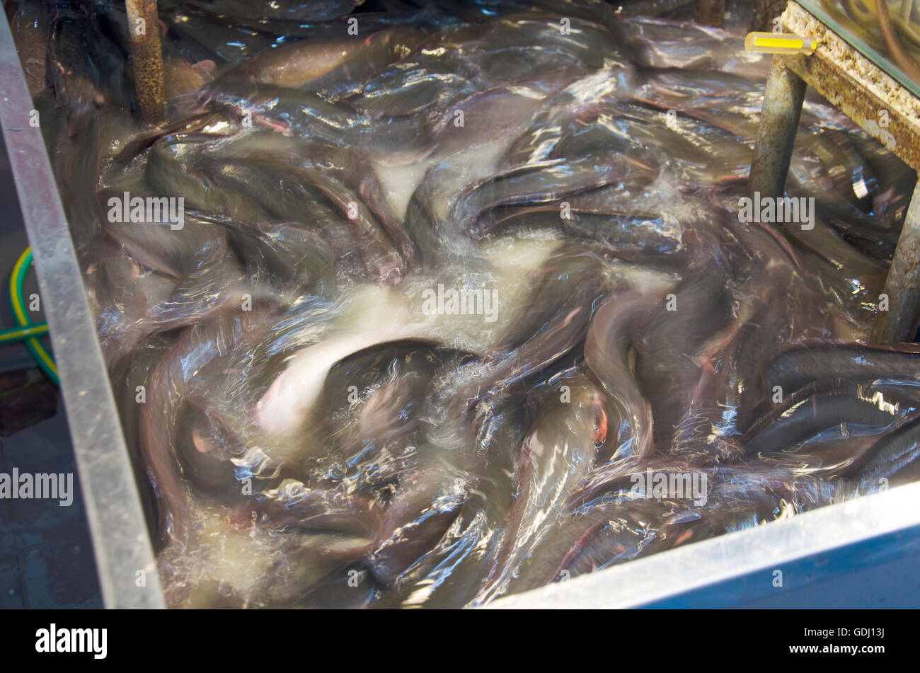 Le poisson-chat dans le réservoir pour la vente au marché des produits frais locaux dans Nonthaburi, Thaïlande Banque D'Images