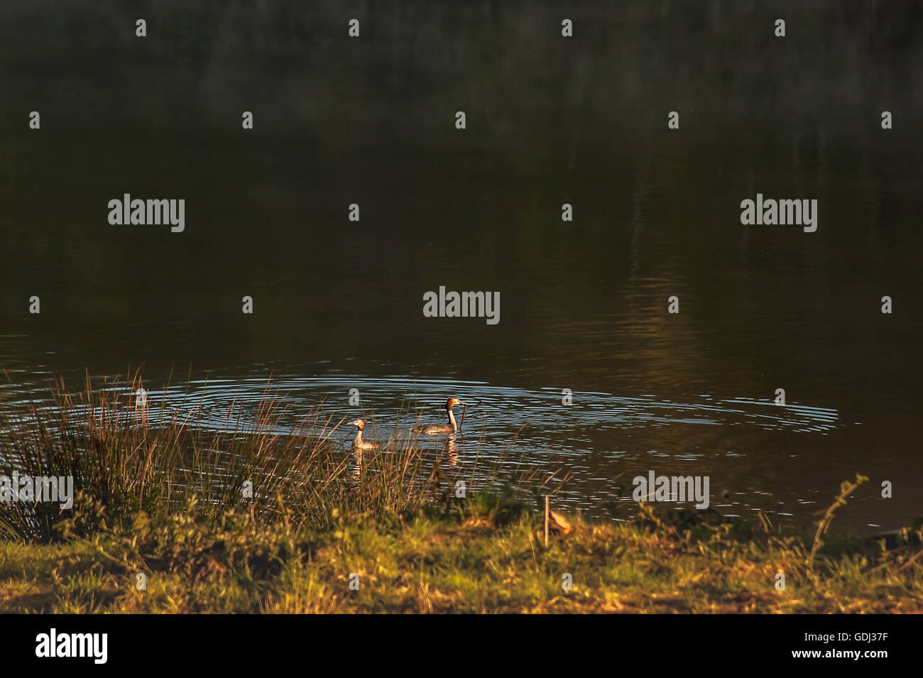 Les oiseaux sauvages sur le lac Banque D'Images