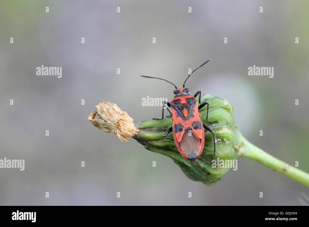Bug de plantes, communément appelé bug cannelle ou Black & Red bug squash Banque D'Images