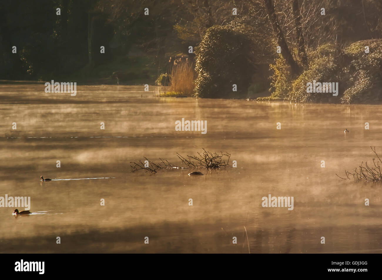 Les oiseaux sauvages sur le lac Banque D'Images