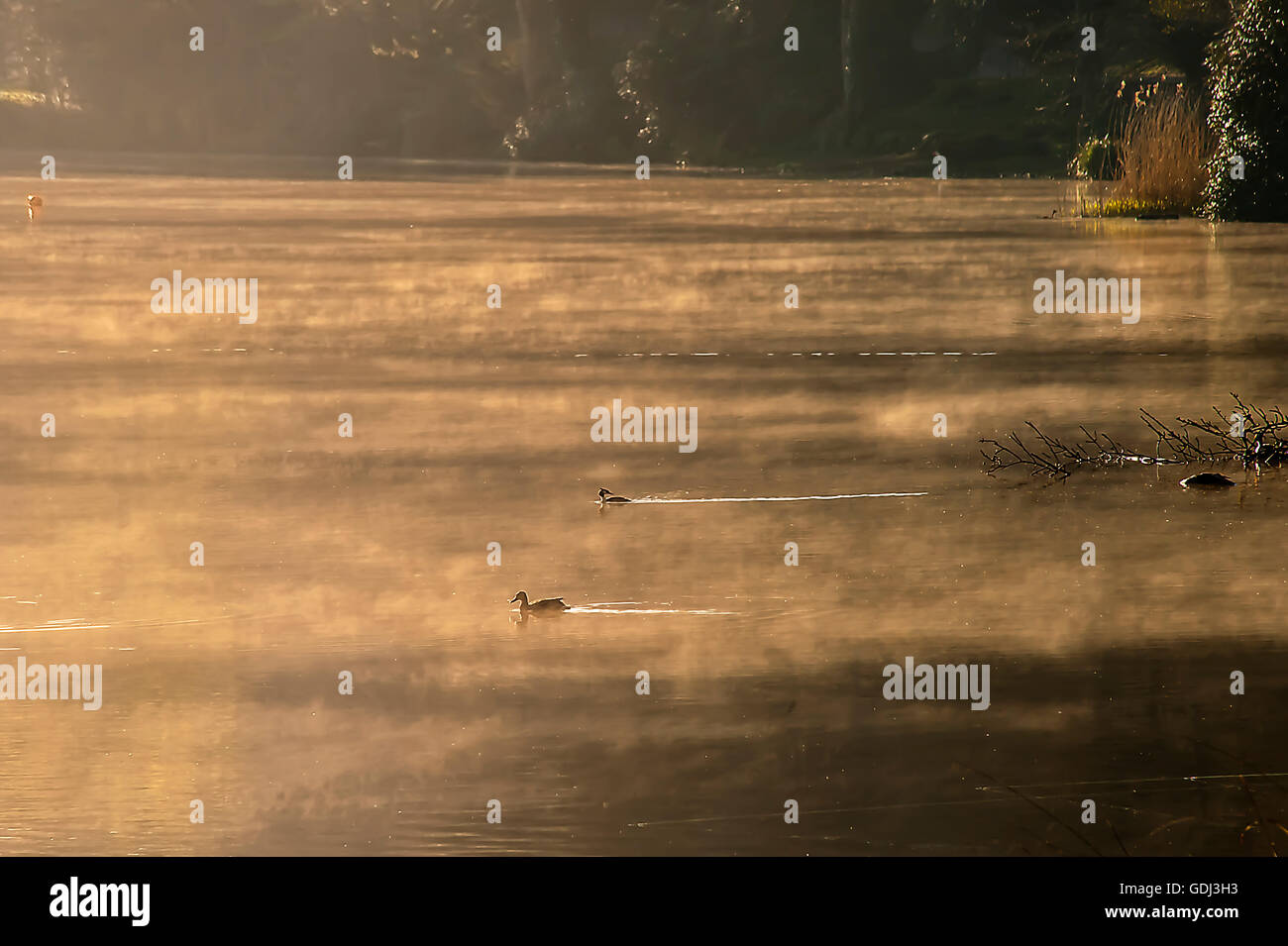 Les oiseaux sauvages sur le lac Banque D'Images