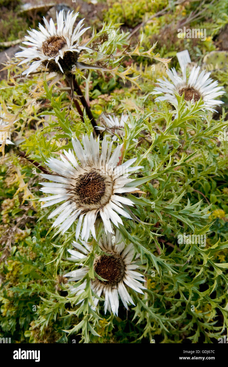 Botanique, Carline Chardon (Carlina), Argent (chardon Carlina acaulis), fleurs, Banque D'Images