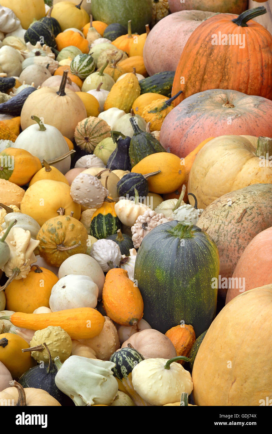 Botanique, squash, (Cucurbita) , Additional-Rights Clearance-Info,--Not-Available Banque D'Images