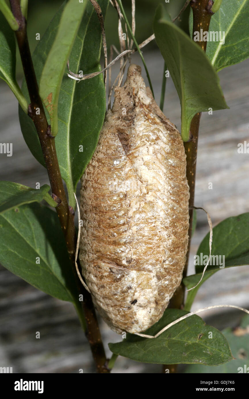 Zoologie / animaux, insecte, mantis, â€" (Mantis religiosa), Cocoon sur bole, Répartition : Europe méridionale, Additional-Rights Clearance-Info-Not-Available- Banque D'Images