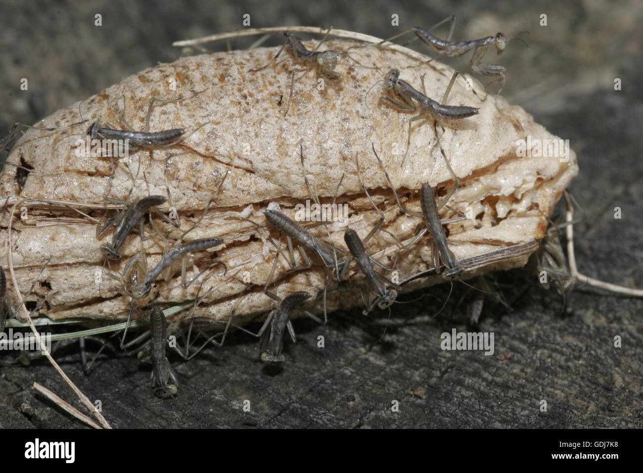 Zoologie / animaux, insecte, mantis, â€" (Mantis religiosa), Cocoon sur bole, Répartition : Europe méridionale, Additional-Rights Clearance-Info-Not-Available- Banque D'Images