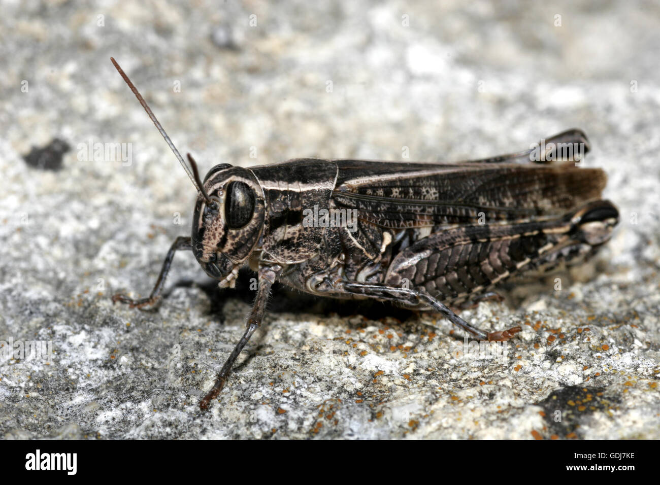 Zoologie / animaux, insecte, Calliptaminae Calliptamus italicus, assis, sur le sol rocheux, montagnes Leitha, Autriche, distribution : Europe Additional-Rights Clearance-Info-,-Not-Available Banque D'Images