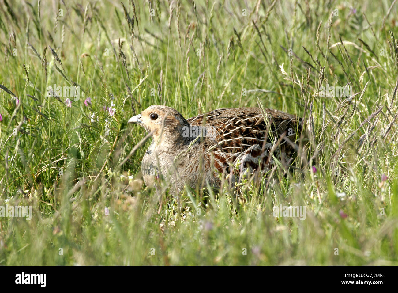 Zoologie / animaux / Oiseaux, oiseaux, Perdrix grise (Perdix perdix), femme assise sur l'embrayage dans un pré, distribution : Europe, Asie, Amérique du Nord, Additional-Rights Clearance-Info-Not-Available- Banque D'Images