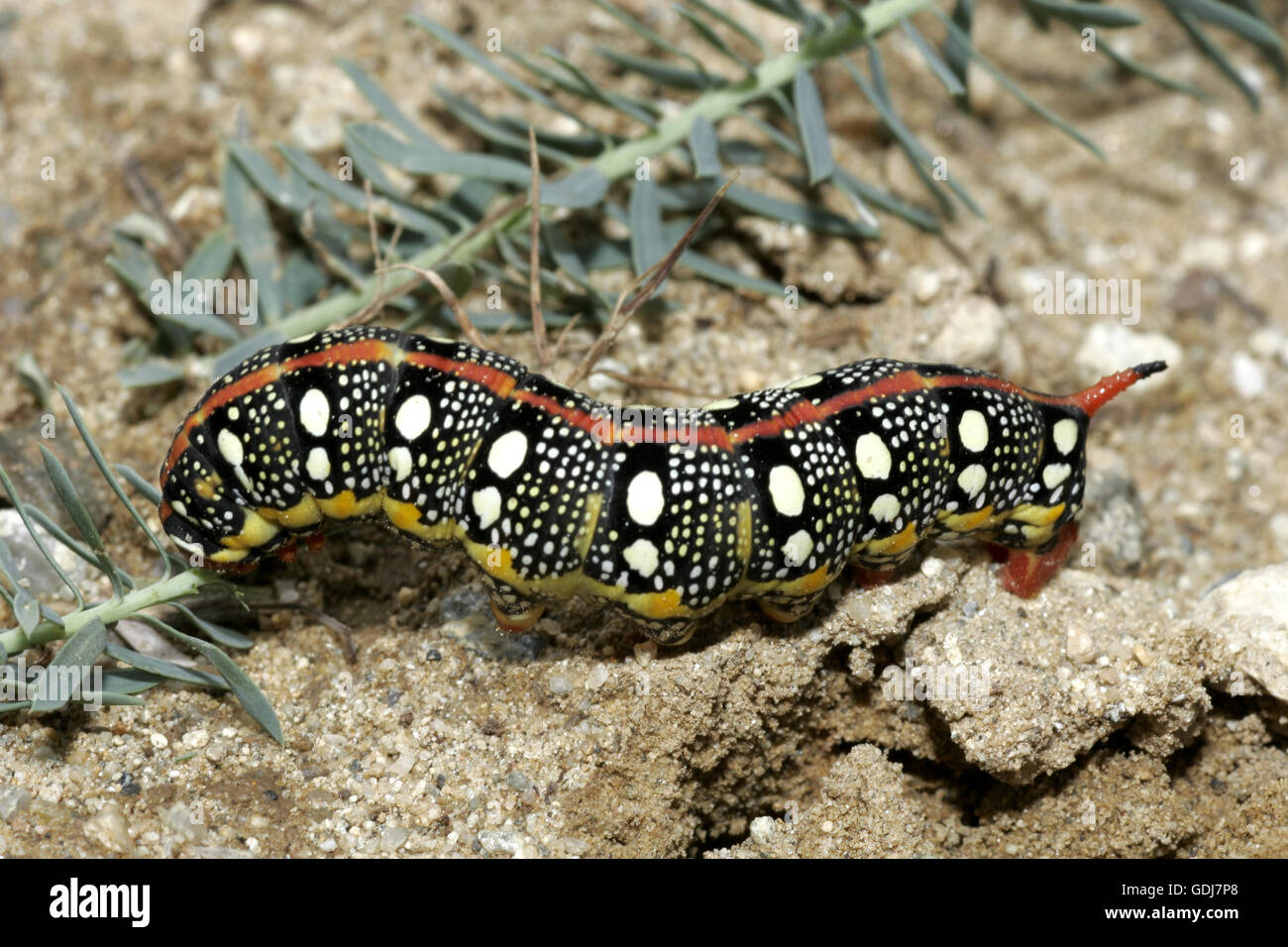 Zoologie / animaux, insecte, Sphingidae, Spurge hawk-Moth (Hyles euphorbiae), Caterpillar dans le sable, la distribution : Europe Additional-Rights Clearance-Info-,-Not-Available Banque D'Images Zoologie / animaux, insecte, Sphingidae, Spurge hawk-Moth (Hyles euphorbiae), Caterpillar dans le sable, la distribution : Europe Additional-Rights Clearance-Info-,-Not-Available Banque D'Images