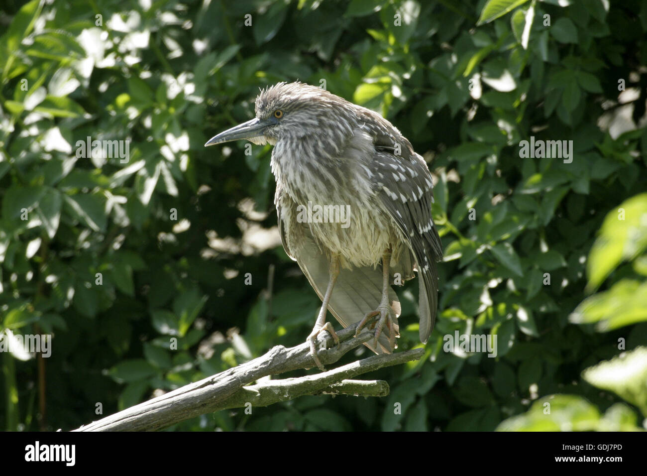 Zoologie / animaux / oiseau, aviaire, Ardeidae, bihoreau gris (Nycticorax nycticorax), niché sur la branche, la distribution : dans le monde entier sans : Australie, Additional-Rights Clearance-Info-Not-Available- Banque D'Images