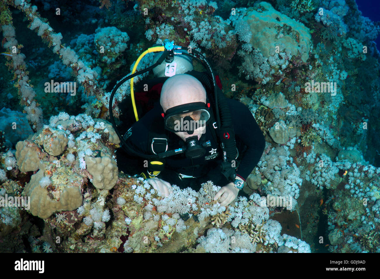 Scuba Diver mâle à l'intérieur de l'épave du Numidia, grand frère de corail, les îles Brothers, Red Sea, Egypt Banque D'Images