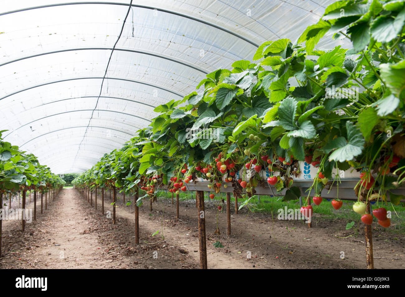 Une fraise mûre dans un polytunnel sur un choisissez votre propre ferme. L'Angleterre Banque D'Images