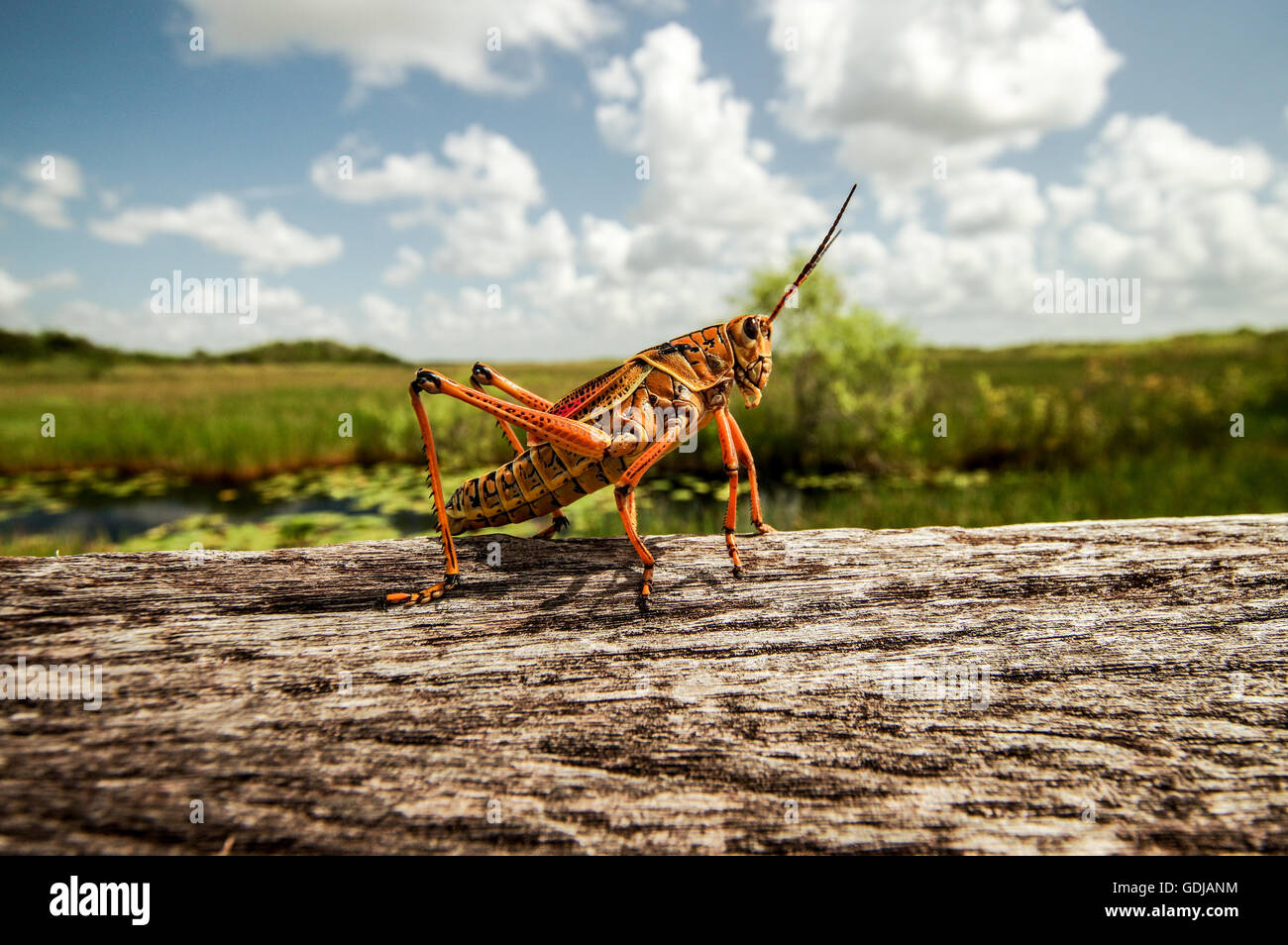 Dans l'Est de l'lubber grasshopper le Parc National des Everglades en Floride Banque D'Images