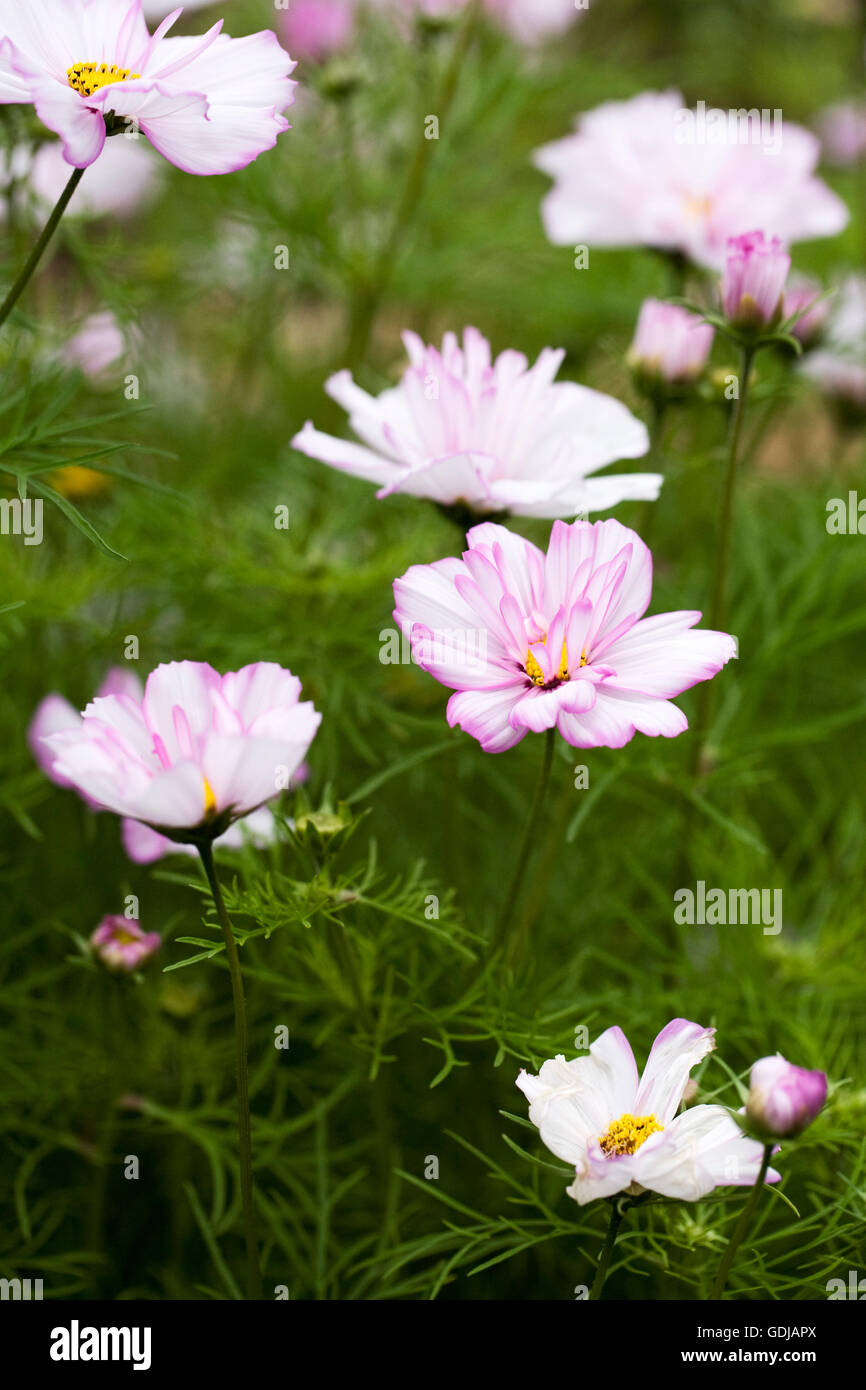 Cosmos bipinnatus fleur. Banque D'Images