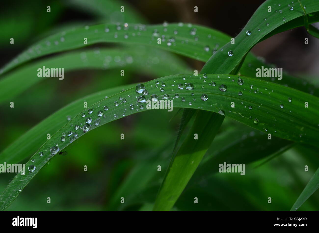 Gouttelettes sur un brin d'herbe pendant les pluies ont l'air si romantique ! Il me semble que si, ils ont, comme les amants, sont faits l'un pour l'autre ! Banque D'Images