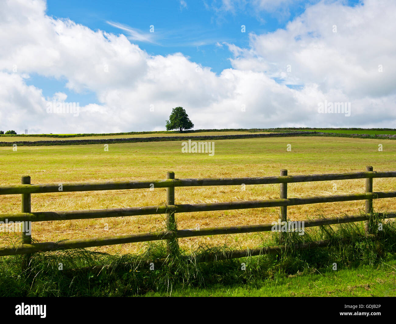 Arbre, champ et clôture, England UK Banque D'Images