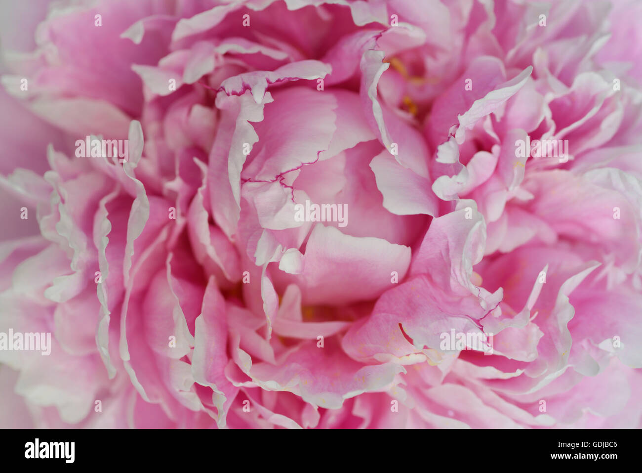 Close up de pétales de rose d'une fleur de pivoine Banque D'Images