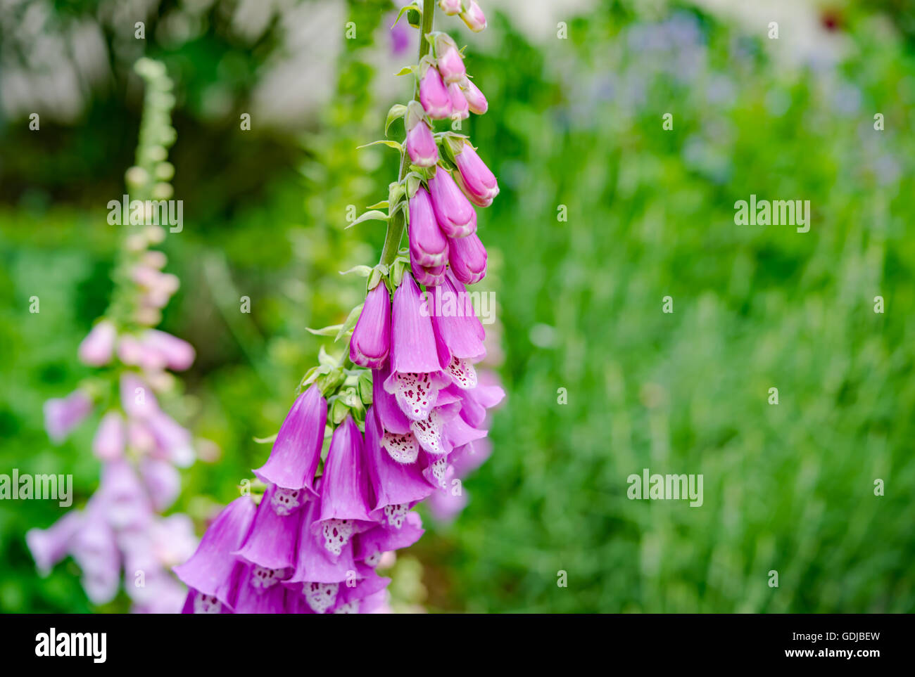 Magnifiques fleurs roses sur fond naturel Banque D'Images